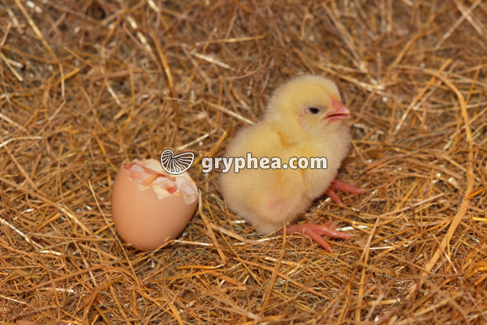 Poussin nouveau-né - gryphea.com